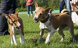 Basenji KSM Muenster 2014 (1136)